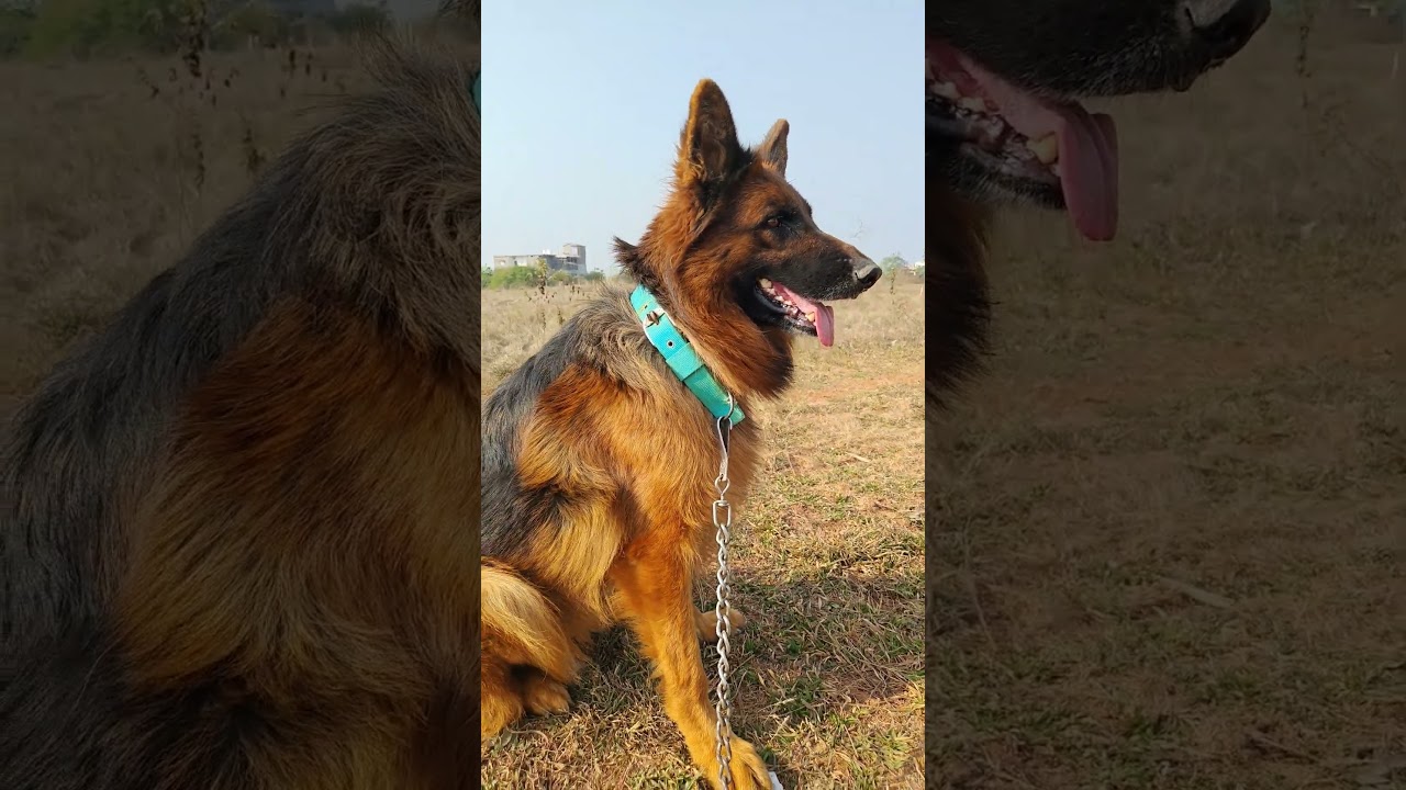 Beautiful German shepherd Dog Cute dog 