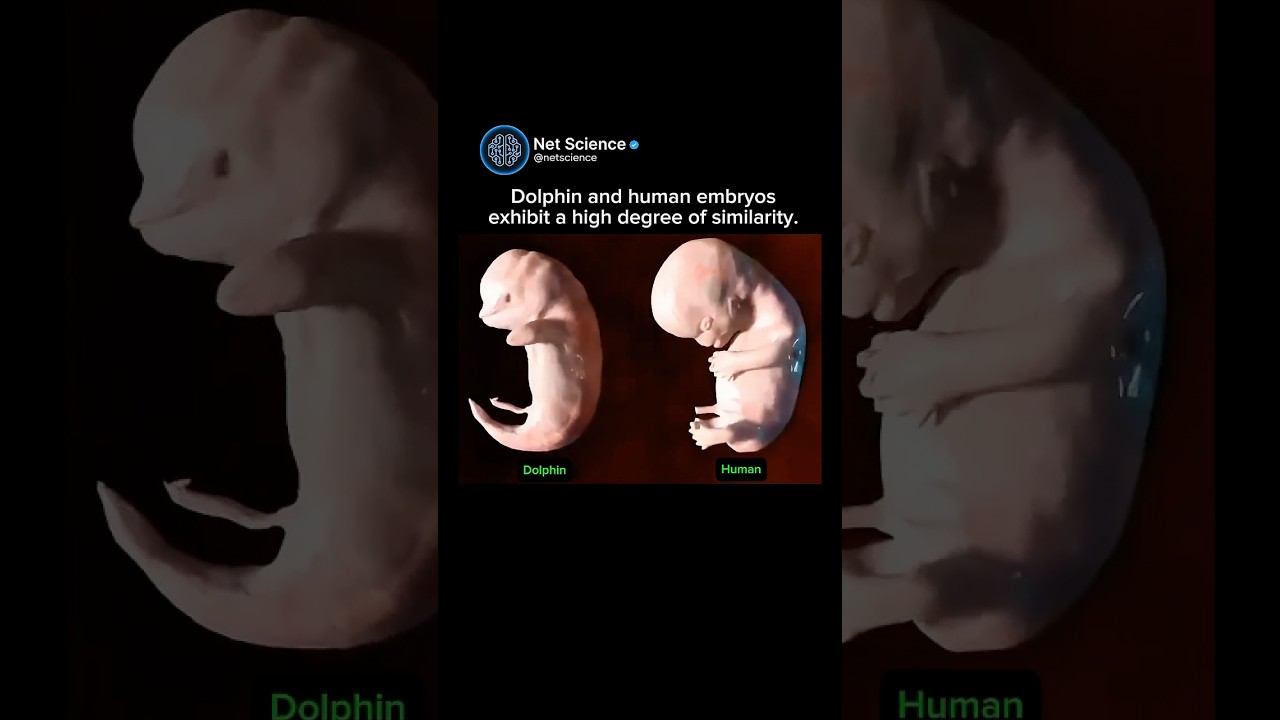 Human and Dolphin😱