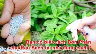 Bạn có biết cách Bón Phân cho Rau Sạch tại nhà đúng cách?
