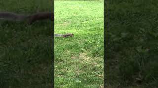 Famous Central Park playmates: bluejay and and squirrel playing together Net Worth