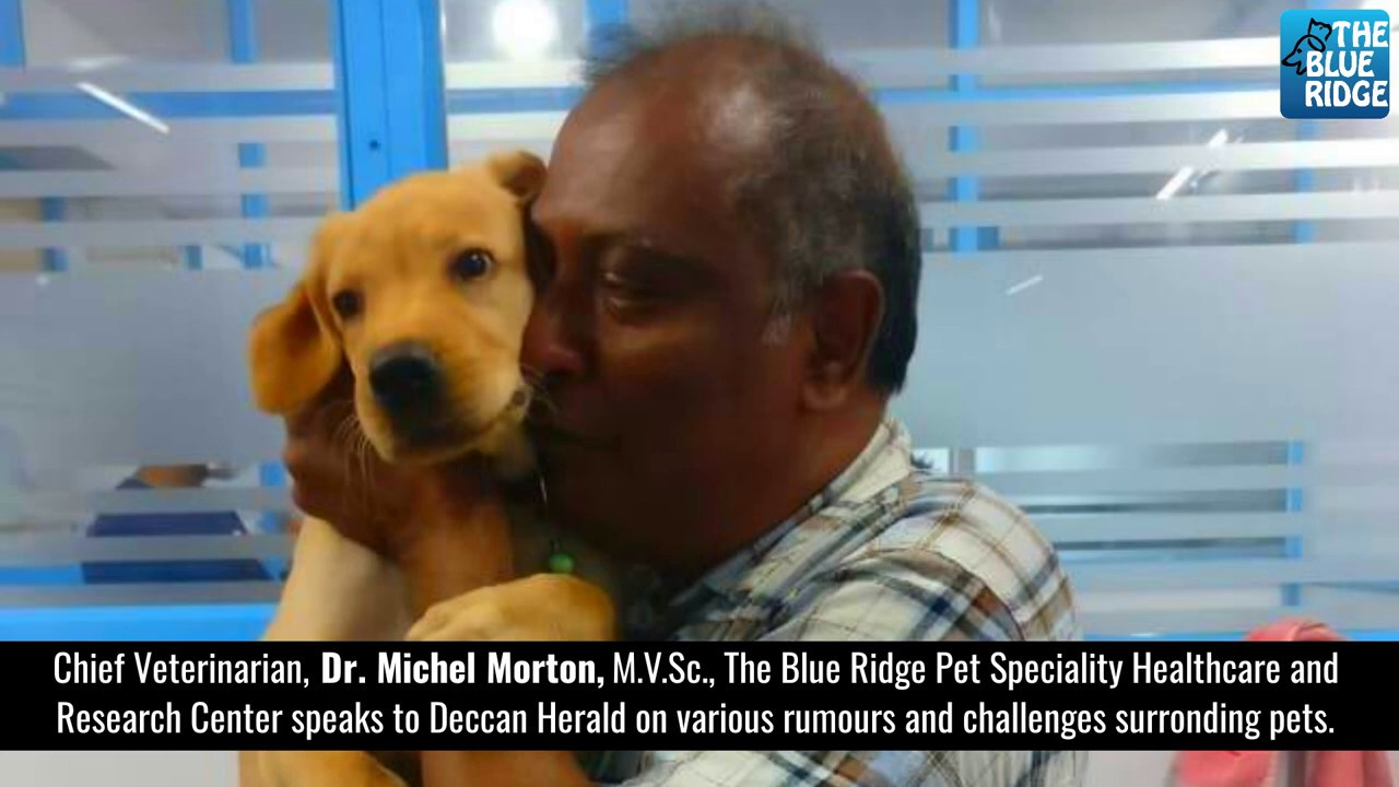 Dr.Michel Morton, M.V.Sc,Chief Veterinarian, The Blue Ridge Pets in conversation with Deccan Herald