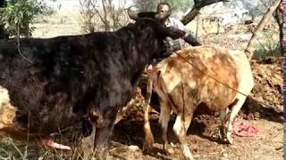 Amazing Breeding Cow In My Country - Cow Breeding In My Village Is Amazing