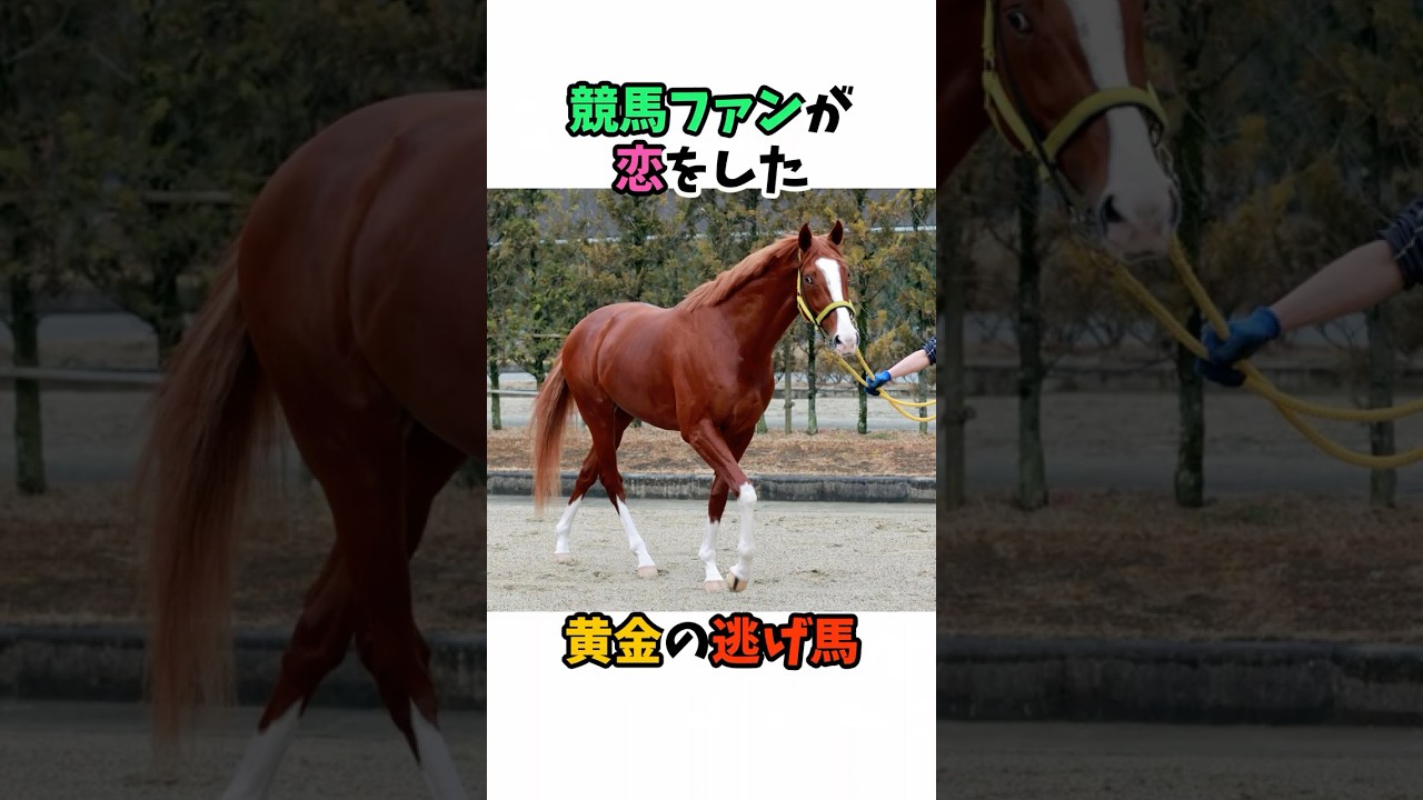 競馬ファンが恋をした、黄金の逃げ馬 #競馬#horse