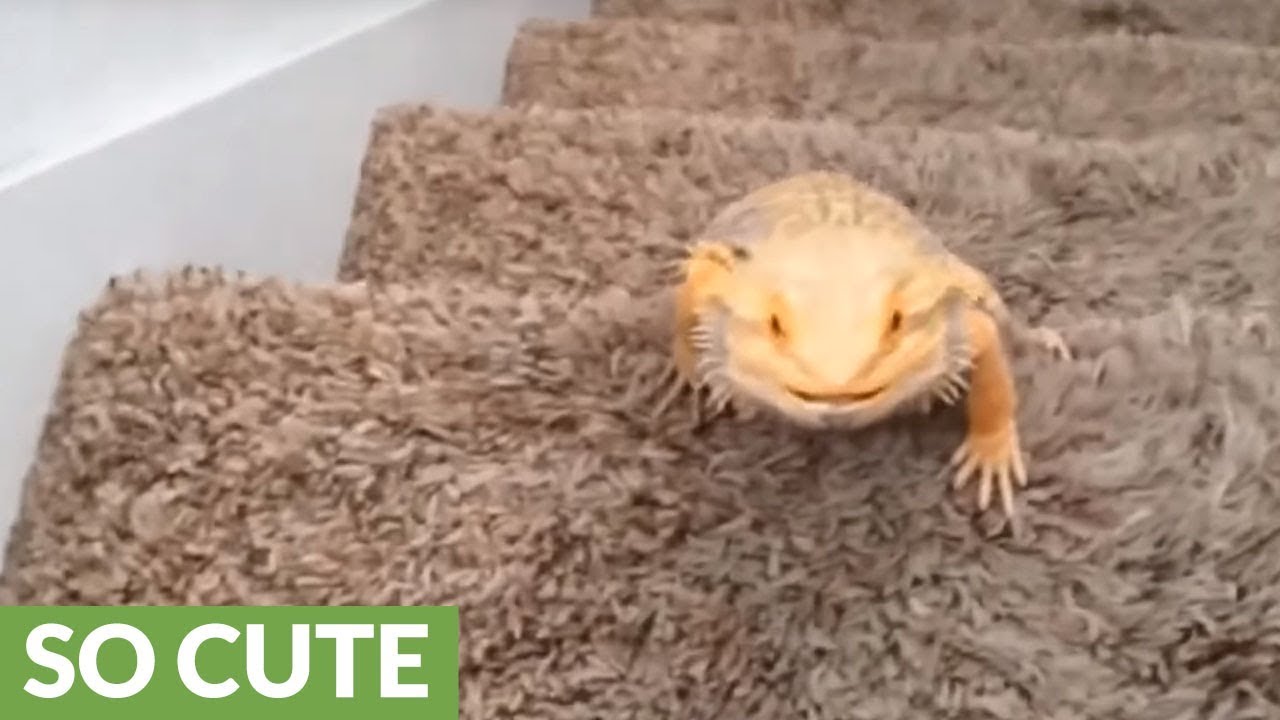 Bearded dragon climbs stairs for exercise YouTube