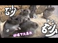 みんな砂場で待ってて【生後78日目】ラスト・ハムちゃんズ集合動画かな?