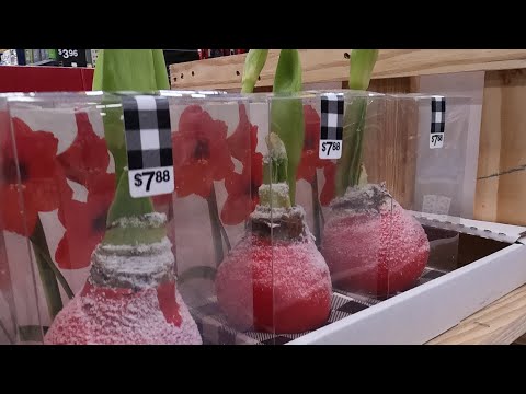 Amaryllis Bulbs at Walmart