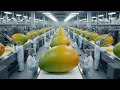 Inside a Modern Mango Factory – The Entire Process From Harvest to Final Product