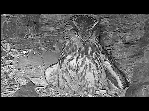 Eifel Lotte Begins Incubating March 26 2024 live cam preview