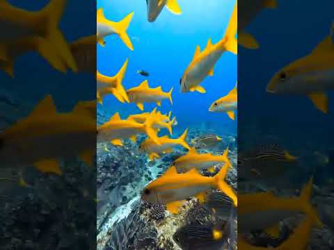 الشعب المرجانية في البحر الاحمر 