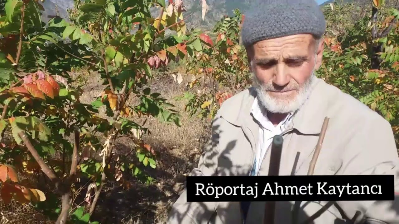 Sumak ağacı nasıl budanır?