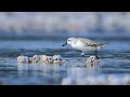 Live: Critically endangered spoon-billed sandpipers in E China's Jiangsu – Ep. 4