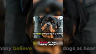 Rottweiler Facts: Loyal, Smart, & Lapdog At Heart?