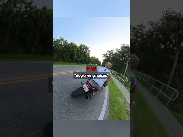 POV: A Dog Runs Straight Into His Bike💀 Video Thumbnail