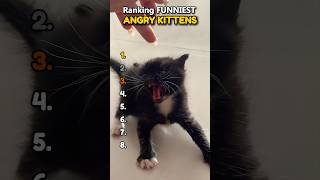 Kittens With ANGER Issues 😡 Profile