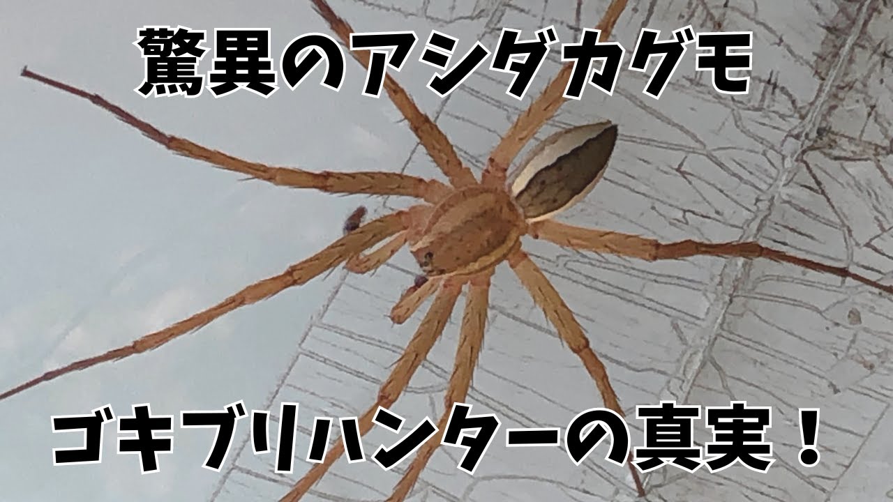 アシダカグモの秘密:最強ハンターの驚異的な生態! - YouTube