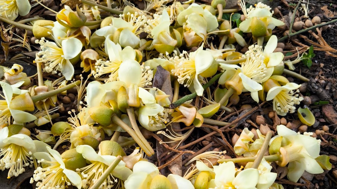 Ep.12/67 ดอกเริ่มบาน น้ำเกิน ดอกร่วง ต้องลดปริมาณน้ำ