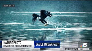 Nature Photo: Royse City bald eagle's breakfast | NBCDFW