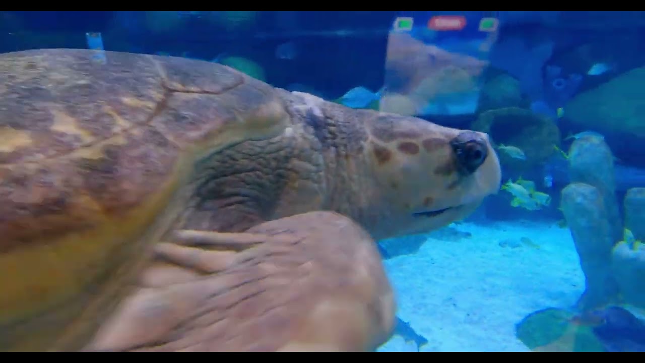 Jenks, Oklahoma Aquarium 2022