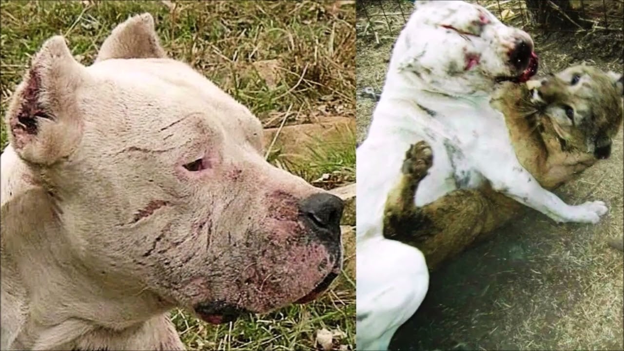 Los 10 Perros Más Temibles y Poderosos del Mundo