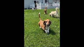Check Out This Basset Hounds Exercise. #funny #cute #dog #bassethound