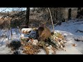 Sunday Morning Brunch for Forest Squirrels - 10 Hours - Jan 02, 2022