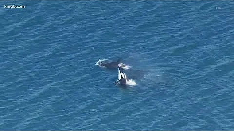 As southern resident orcas return to Puget Sound for the fall, experts warn boaters to stay away