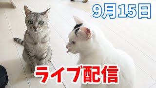猫4匹とまったり雑談ライブ配信