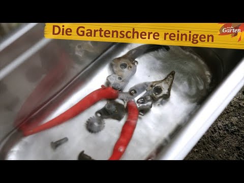 Video: Sterilisation von Schnittwerkzeugen - Wann müssen Sie Gartengeräte reinigen?