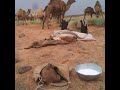 شيله يا عشيري ترى ماني عليك متغير
