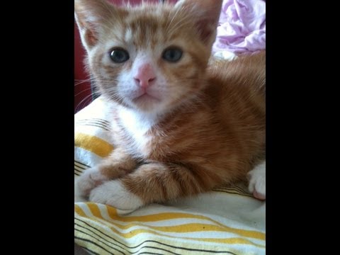 How to make your new kitten feel at home