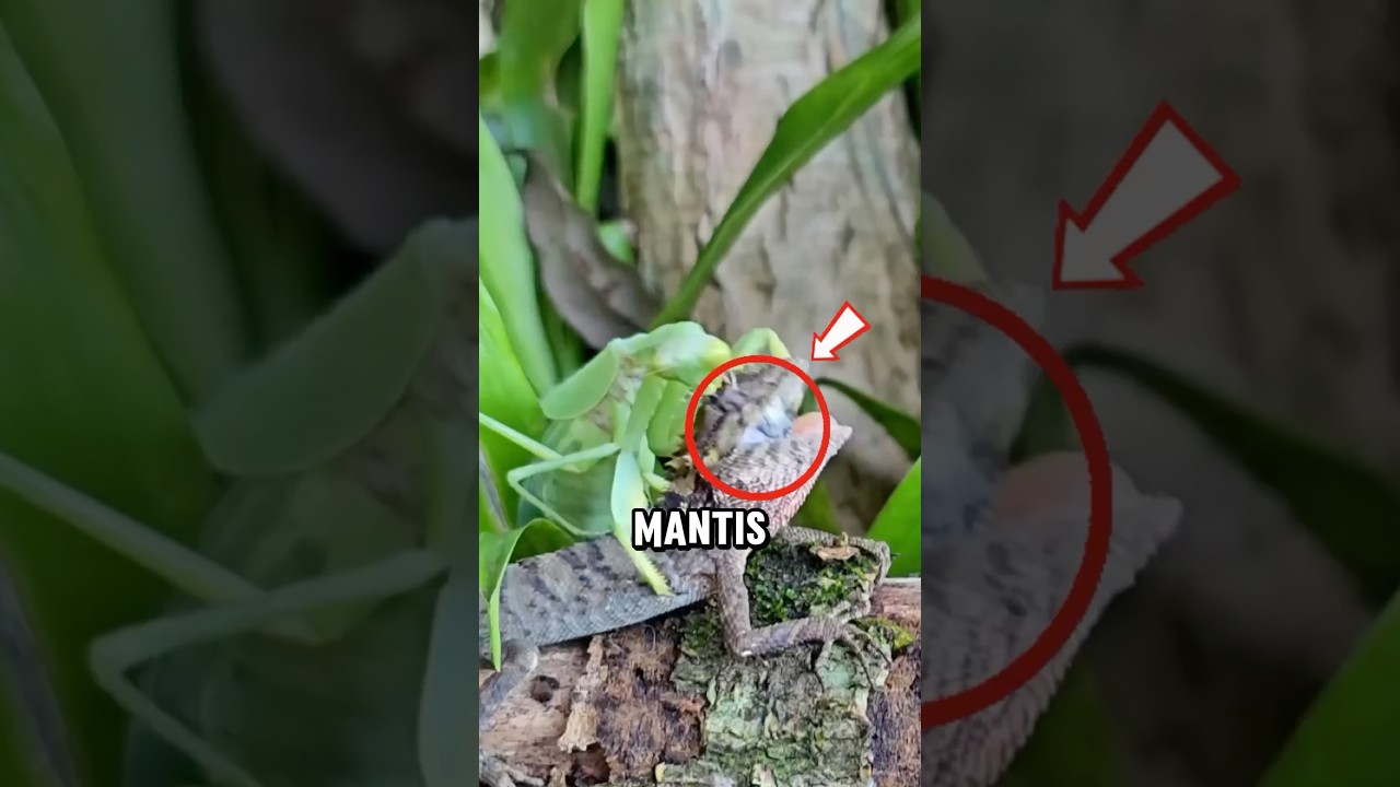 Why other insects respect Mantis?😱 #shorts #mantis