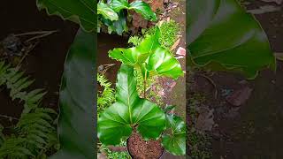 #anthurium corong prodak lokal yg tetap exsotic di pandang...#