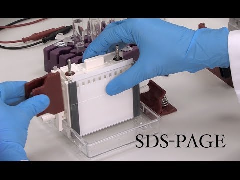 Vídeo: Diferencia Entre Electroforesis En Gel Y Página De SDS