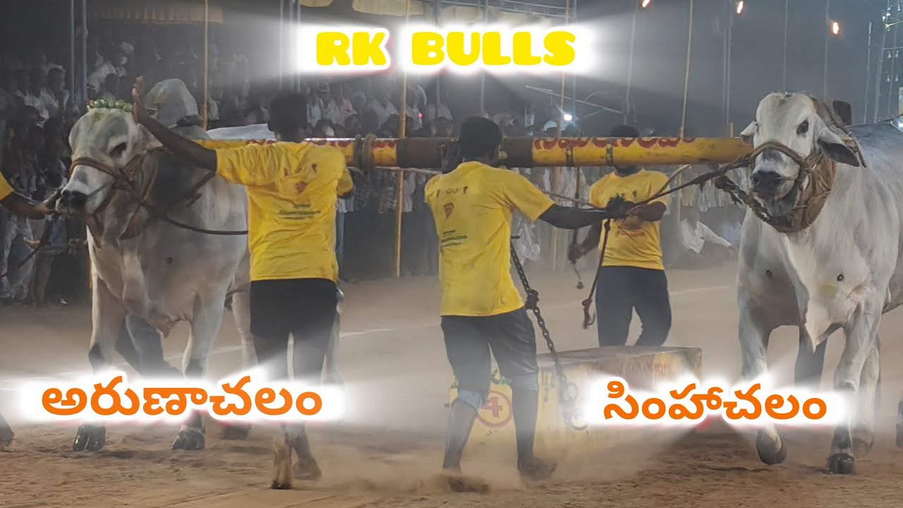 💥నరసరావుపేట గ్రామం💥 న్యూ క్యాటగిరి విభాగం💥 15వ జత 💥RK BULLS💥