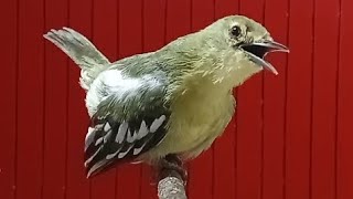 #Gacornya #burung #sirtu #ini #sangat #mewah #suara #pariasi #istimewa bersuara langka #birdspecies 