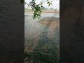Rice field soon