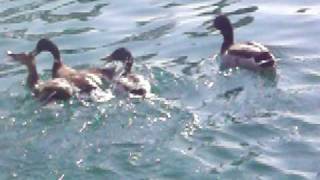 POOR LITTLE DUCK GOT RAPED !