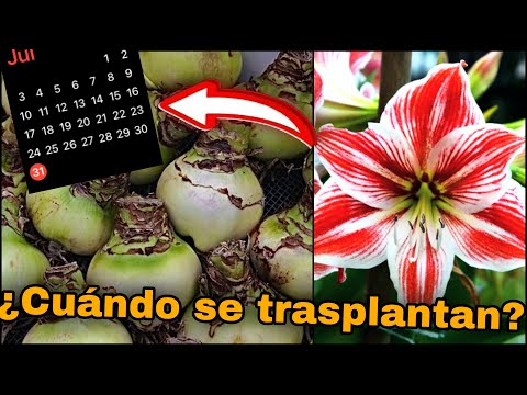 Video: Guía de trasplante de azucenas: aprenda cómo y cuándo trasplantar azucenas