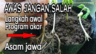 CARA PROGRAM AKAR BAHAN BONSAI ASAM JAWA DARI NOL‼SEMAI BIJI TAMARINDUS INDICA
