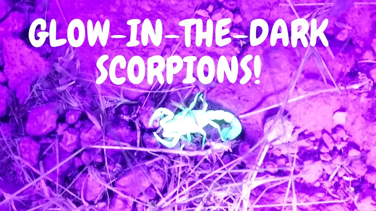 GLOWING SCORPIONS Scorpion hunting with UV (black light) flashlight