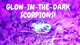 GLOWING SCORPIONS | Scorpion hunting with UV (black light) flashlight | Glow-in-the dark scorpions