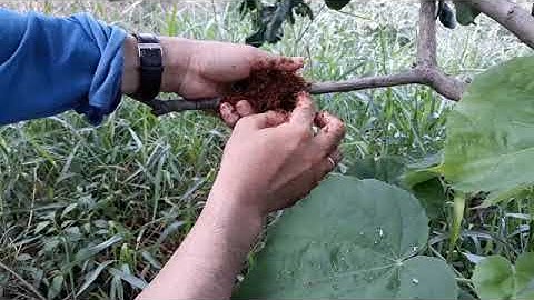 chiết cành bưởi quá đơn giản, ai cũng làm được