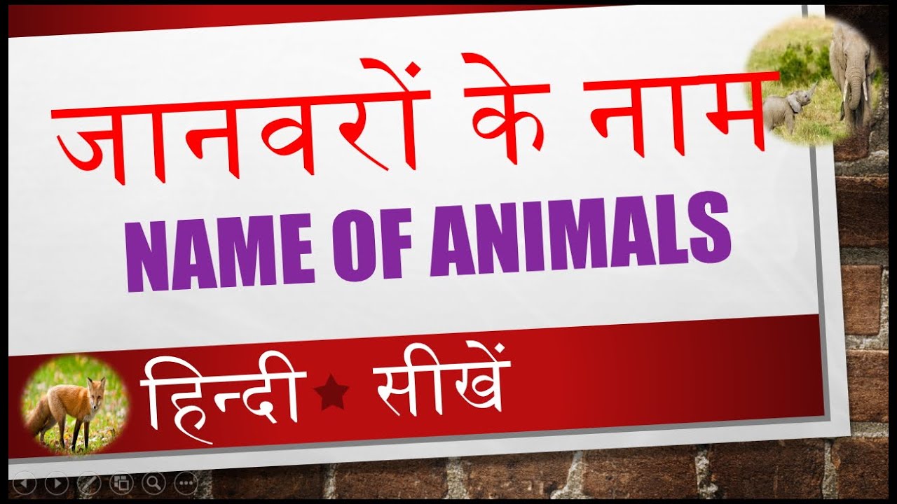 Learn Name of Animals in Hindi Video 04 of 14 - YouTube