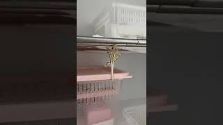 Curious Crested Gecko’s First Day in Its New Home