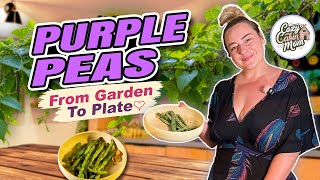 Cozy Cabin farm to table (purple bean harvest)