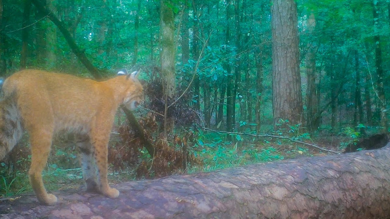 Log Bridge Animal Crossing Trail Camera Videos (Alabama)