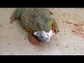 Giant African Bullfrog Back Devour Hamster | Live Feeding