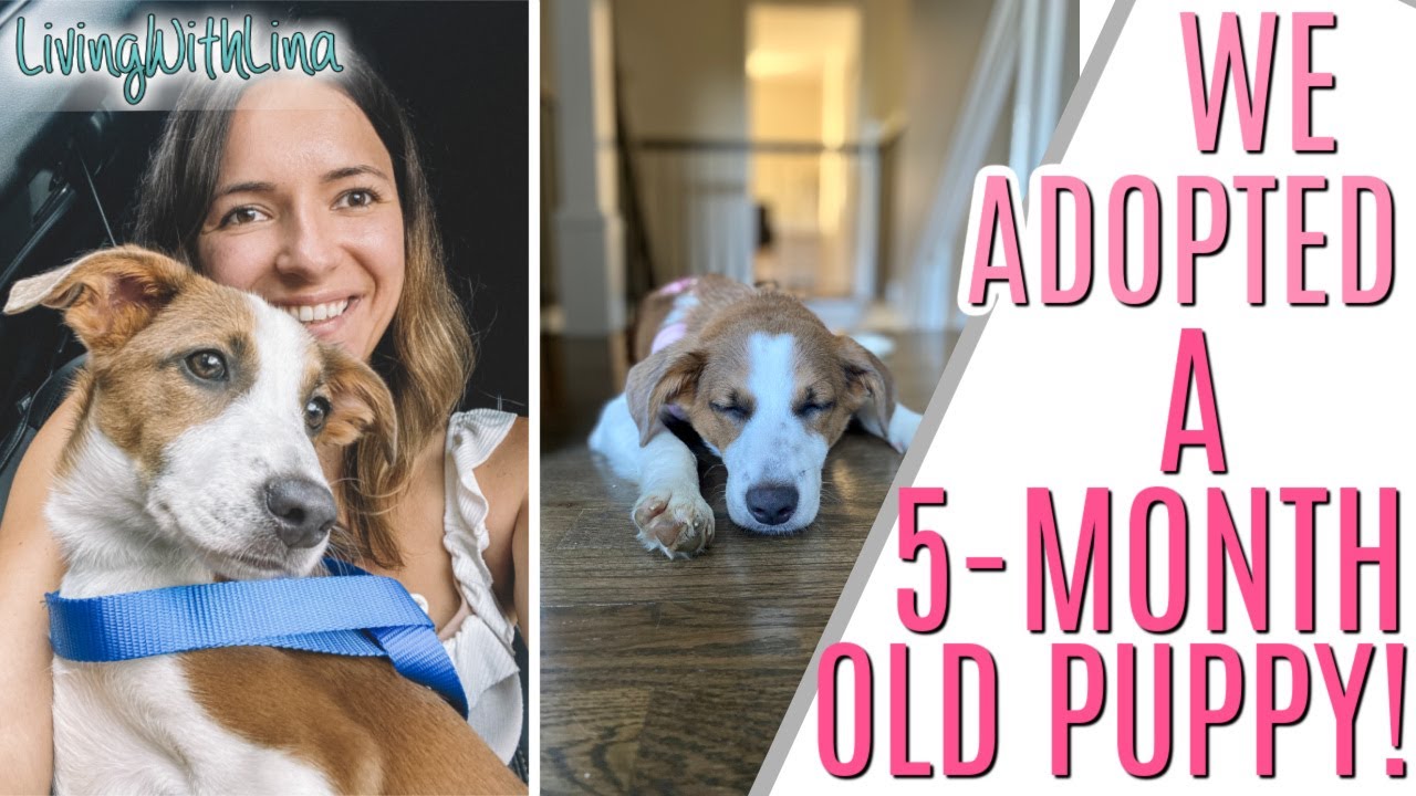 WE ADOPTED A PUPPY! - YouTube