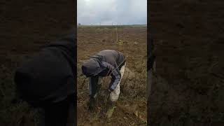 Canceviz Fidan Ltd. We Started The Season Today First Remove Of Chandler Walnut Saplings Good Luck.