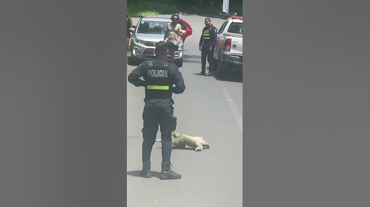 Police Make the traffic spot as this sloth crosses the road 🙏🙏🙏